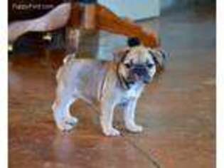 French Bulldog Puppy for sale in Scottsdale, AZ, USA