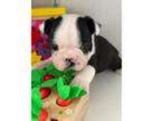 Boston Terrier Puppy for sale in Grants Pass, OR, USA