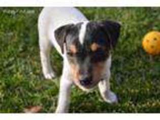 Jack Russell Terrier Puppy for sale in Hacienda Heights, CA, USA