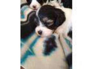 Cavachon Puppy for sale in Hiddenite, NC, USA