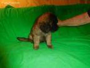 Leonberger Puppy for sale in Aiken, SC, USA