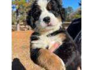 Bernese Mountain Dog Puppy for sale in Graham, NC, USA