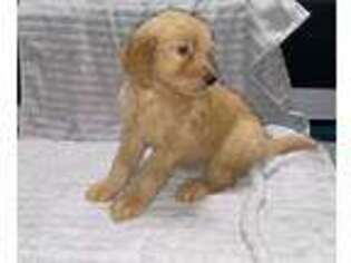 Goldendoodle Puppy for sale in Norco, LA, USA