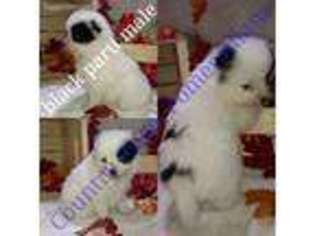 Pomeranian Puppy for sale in Toledo, IL, USA