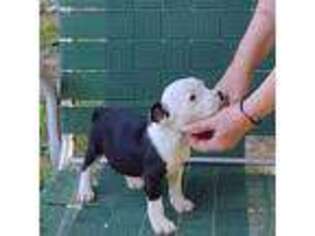 Staffordshire Bull Terrier Puppy for sale in West Plains, MO, USA
