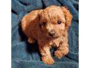 Mutt Puppy for sale in Copperas Cove, TX, USA