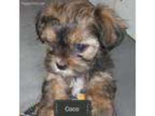 Shorkie Tzu Puppy for sale in Mansfield, TX, USA