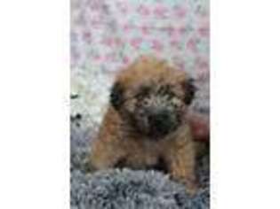 Soft Coated Wheaten Terrier Puppy for sale in Argyle, WI, USA