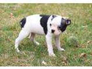Boston Terrier Puppy for sale in Lagrange, IN, USA