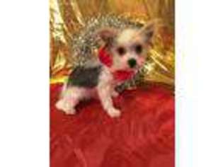 Yorkshire Terrier Puppy for sale in Springfield, KY, USA