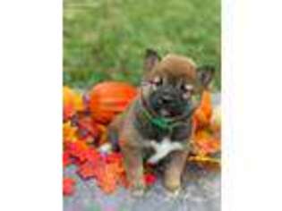 Shiba Inu Puppy for sale in Three Rivers, MI, USA