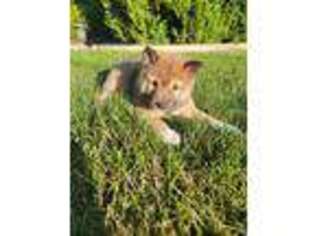 Shiba Inu Puppy for sale in Grabill, IN, USA