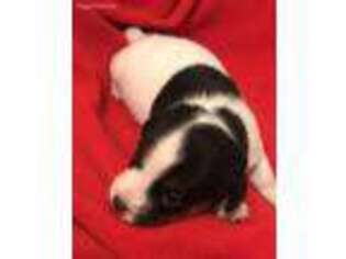 Jack Russell Terrier Puppy for sale in Nashville, NC, USA