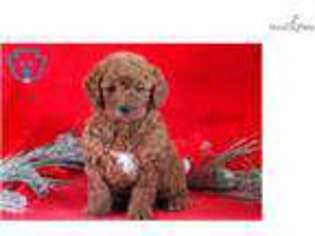 Medium Photo #1 Goldendoodle Puppy For Sale in Lancaster, PA, USA
