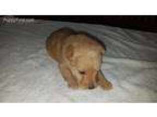 Lakeland Terrier Puppy for sale in Theodosia, MO, USA