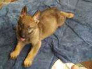 German Shepherd Dog Puppy for sale in Raeford, NC, USA