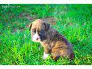 Boxer Puppy for sale in Muskogee, OK, USA