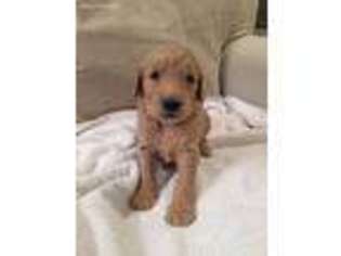 Goldendoodle Puppy for sale in Lees Summit, MO, USA