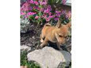 Shiba Inu Puppy for sale in La Russell, MO, USA