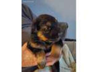 German Shepherd Dog Puppy for sale in Brookville, IN, USA