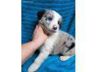 Australian Shepherd Puppy for sale in Spraggs, PA, USA
