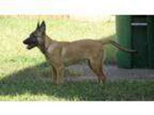 Belgian Malinois Puppy for sale in Charlotte, NC, USA
