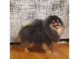 Pomeranian Puppy for sale in Urbana, OH, USA