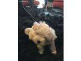 Maltese Puppy for sale in Jersey City, NJ, USA