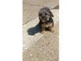 Yorkshire Terrier Puppy for sale in Mesquite, TX, USA