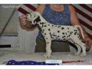 Dalmatian Puppy for sale in Bunker Hill, WV, USA