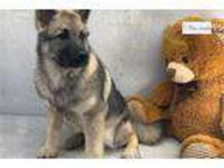 Norwegian Elkhound Puppy for sale in Fort Wayne, IN, USA