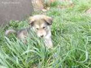 Mutt Puppy for sale in Bybee, TN, USA