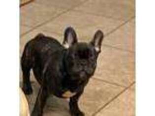 French Bulldog Puppy for sale in Red Oak, TX, USA