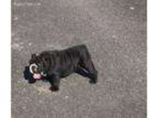 Bulldog Puppy for sale in Prince George, VA, USA