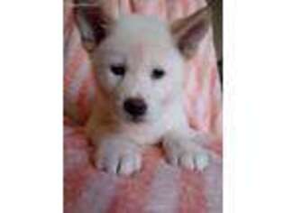 Akita Puppy for sale in Los Angeles, CA, USA