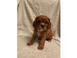 Cavalier King Charles Spaniel Puppy for sale in Olathe, KS, USA