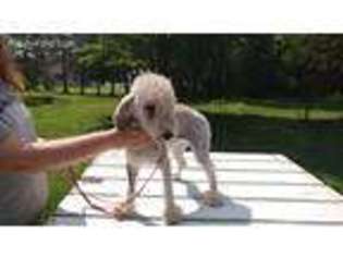 Bedlington Terrier Puppy for sale in Mountain, WI, USA