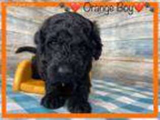 Labradoodle Puppy for sale in El Dorado, KS, USA