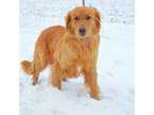 Golden Retriever Puppy for sale in Florence, CO, USA