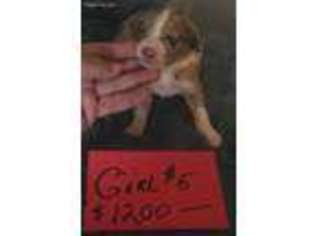Mutt Puppy for sale in Wortham, TX, USA