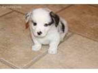 Pembroke Welsh Corgi Puppy for sale in Laurelville, OH, USA