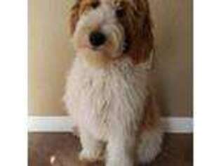 Goldendoodle Puppy for sale in Woodward, OK, USA