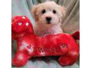 Bichon Frise Puppy for sale in Ossipee, NH, USA