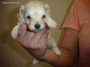 Cavachon Puppy for sale in Chicago, IL, USA