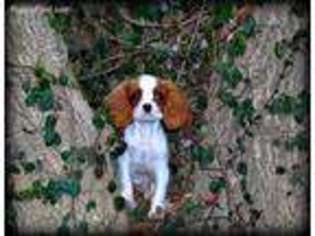 Cavalier King Charles Spaniel Puppy for sale in Bonnieville, KY, USA