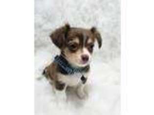 Chihuahua Puppy for sale in Carrollton, GA, USA