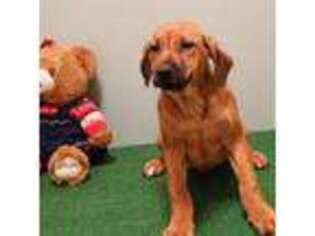 Rhodesian Ridgeback Puppy for sale in Worcester, NY, USA