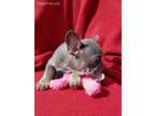 French Bulldog Puppy for sale in Layton, UT, USA