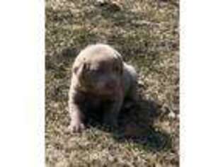 Labrador Retriever Puppy for sale in Gladwin, MI, USA