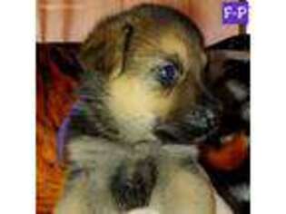 German Shepherd Dog Puppy for sale in North Highlands, CA, USA